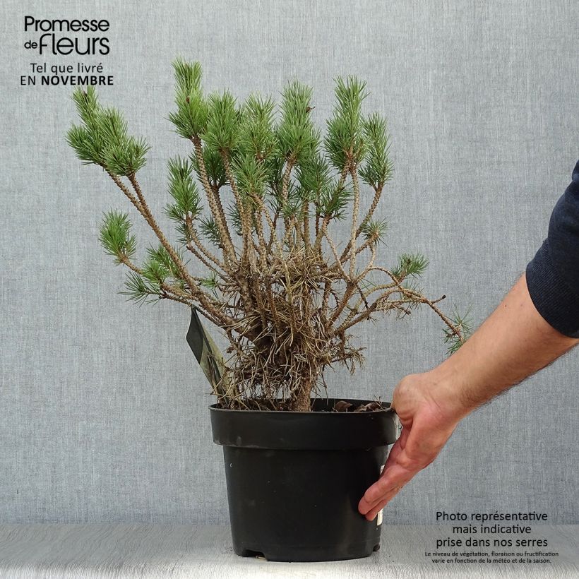 Exemplar von Pinus sylvestris Watereri - Wald-Kiefer Topf mit 2L/3L wie im Herbst geliefert