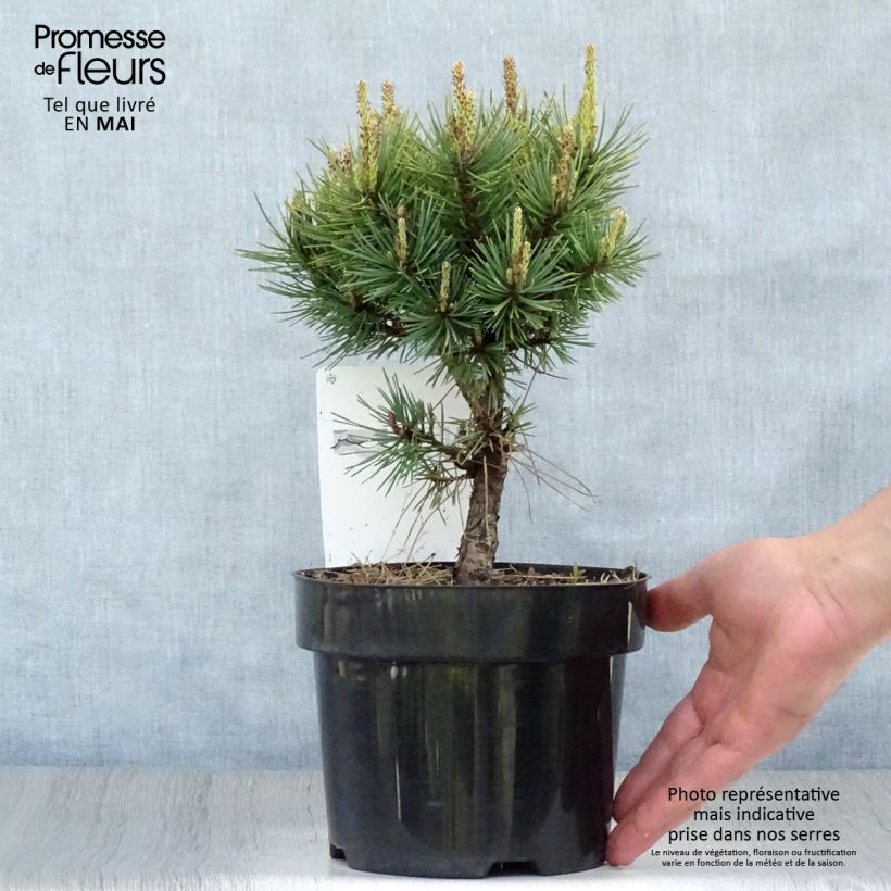 Exemplar von Pinus sylvestris Watereri - Wald-Kiefer Topf mit 2L/3L wie im Frühjahr geliefert
