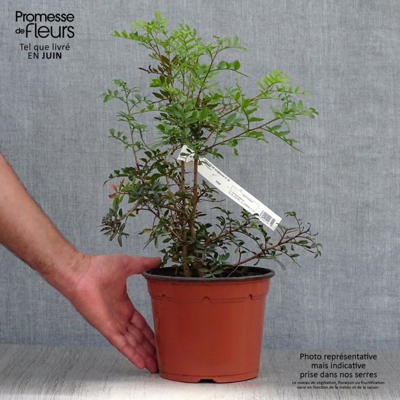Exemplar von Pistacia lentiscus - Mastixstrauch Topf mit 2L/3L wie im Sommer geliefert