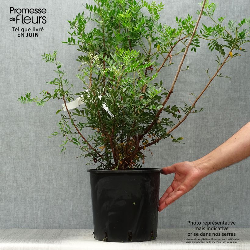 Exemplar von Pistacia lentiscus - Mastixstrauch Topf mit 6L/7L wie im Sommer geliefert