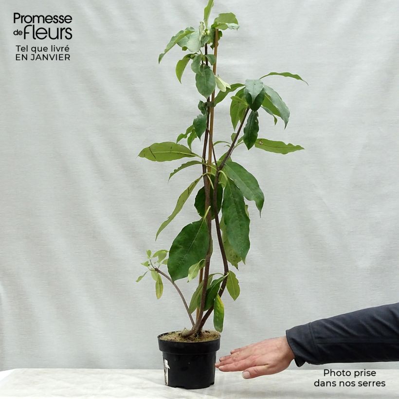Exemplar von Pittosporum daphniphylloides Topf mit 2L/3L wie im Winter geliefert