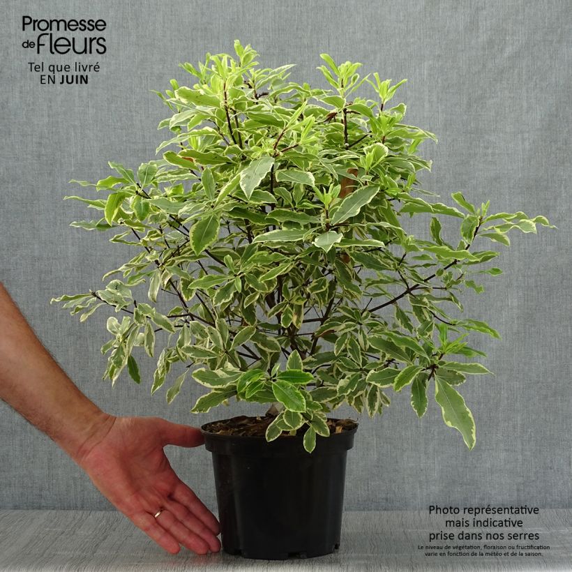 Exemplar von Pittosporum eugenoides Variegatum Topf mit 3L/4L wie im Sommer geliefert
