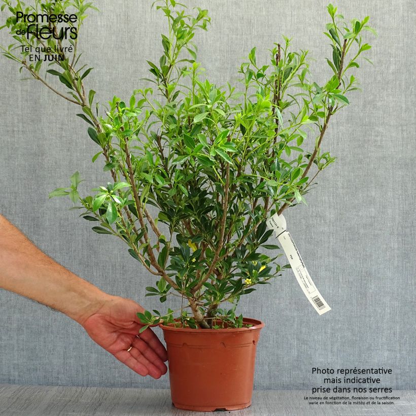 Exemplar von Pittosporum heterophyllum Topf mit 2L/3L wie im Sommer geliefert