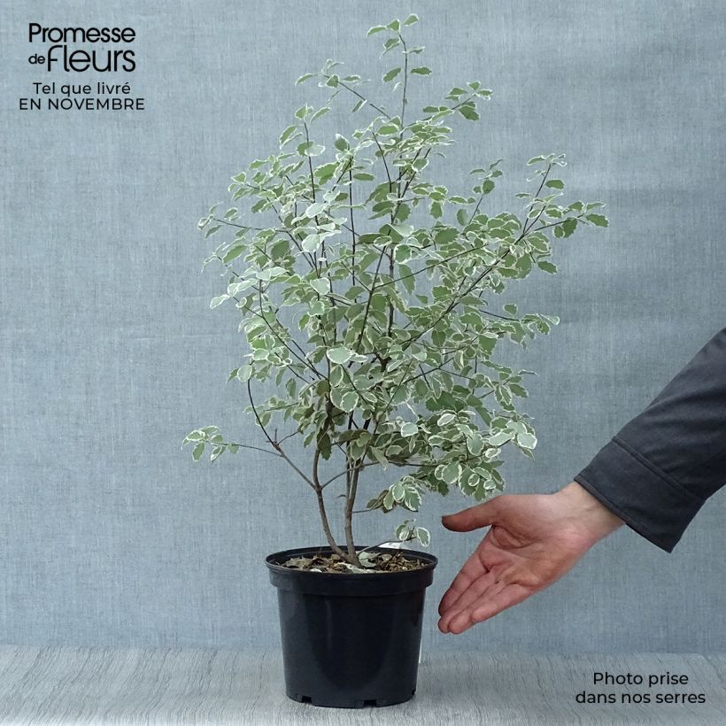 Exemplar von Pittosporum tenuifolium Elisabeth Topf mit 2L/3L wie im Herbst geliefert