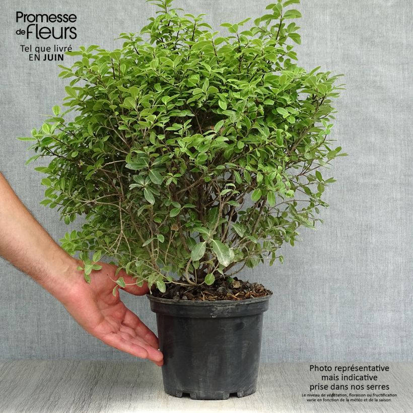 Exemplar von Pittosporum tenuifolium Golf ball Topf mit 2L/3L wie im Sommer geliefert