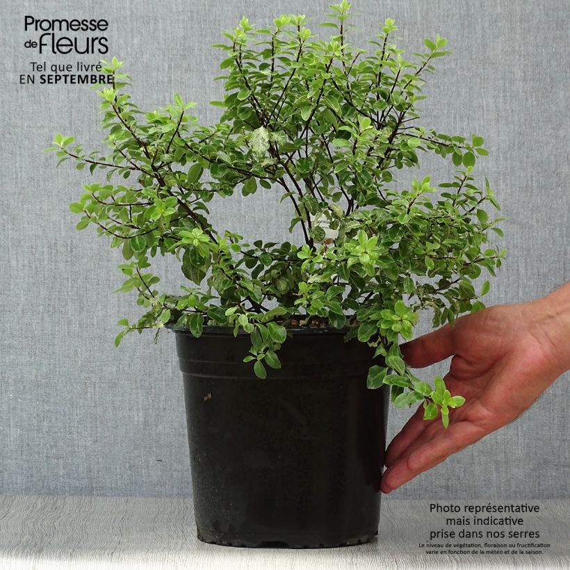 Exemplar von Pittosporum tenuifolium Irene Patterson Topf mit 4L/5L wie im Herbst geliefert
