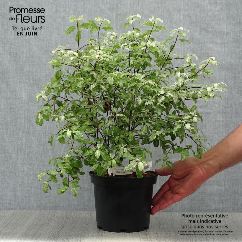 Exemplar von Pittosporum tenuifolium Irene Patterson Topf mit 2L/3L wie im Sommer geliefert