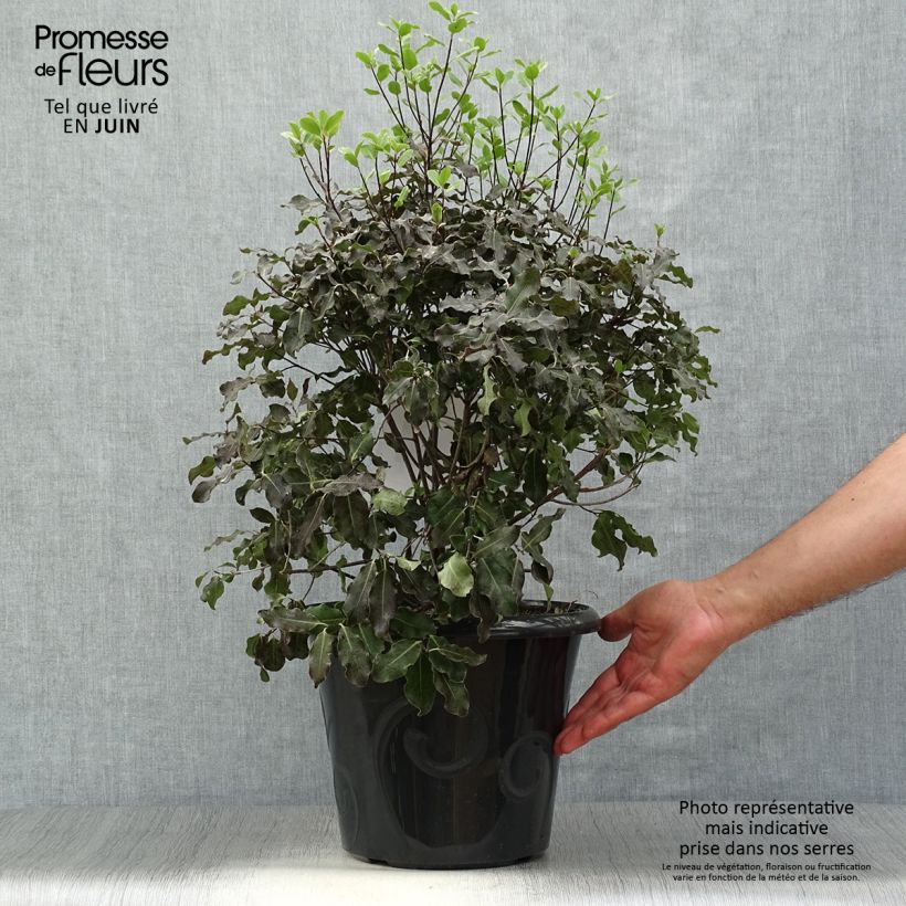 Exemplar von Pittosporum tenuifolium Purpureum Topf mit 7,5L/10L wie im Sommer geliefert