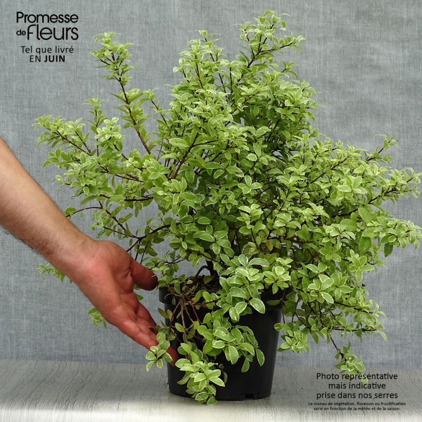 Exemplar von Pittosporum tenuifolium Silver Ball Topf mit 2L/3L wie im Sommer geliefert