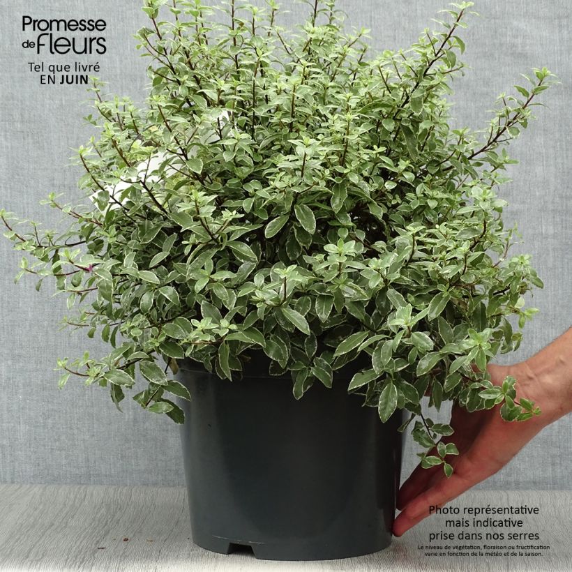 Exemplar von Pittosporum tenuifolium Silver Ball Topf mit 7,5L/10L wie im Sommer geliefert