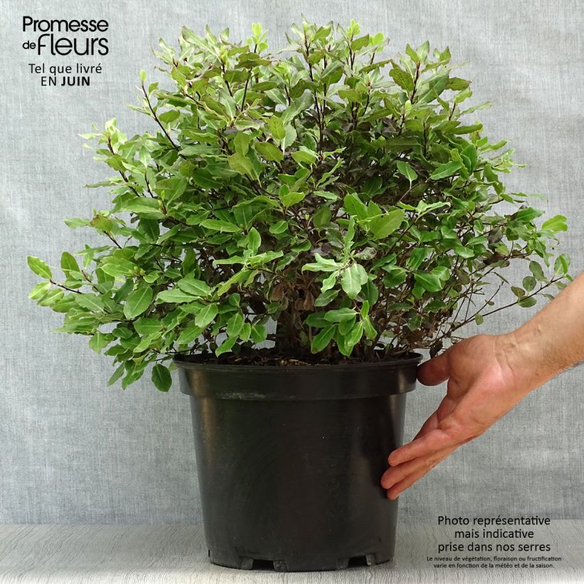Exemplar von Pittosporum tenuifolium Tom Thumb Topf mit 6L/7L wie im Sommer geliefert