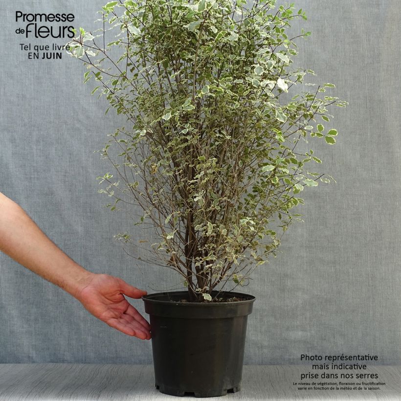 Exemplar von Pittosporum tenuifolium Victoria Topf mit 4L/5L wie im Sommer geliefert