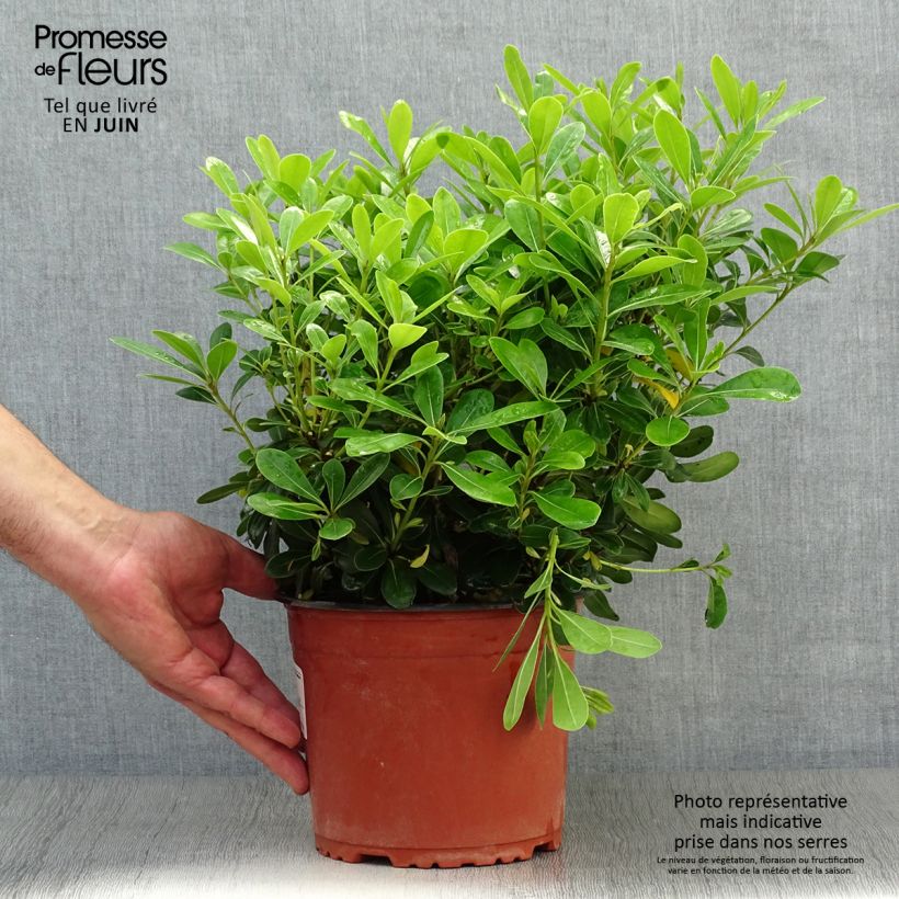 Exemplar von Pittosporum tobira Nanum - Chinesischer Klebsame Topf mit 2L/3L wie im Sommer geliefert