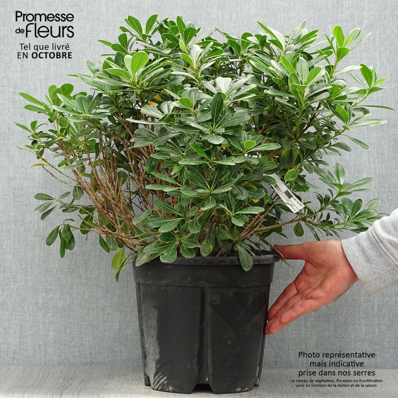 Exemplar von Pittosporum tobira Nanum - Chinesischer Klebsame Topf mit 7,5L/10L wie im Herbst geliefert