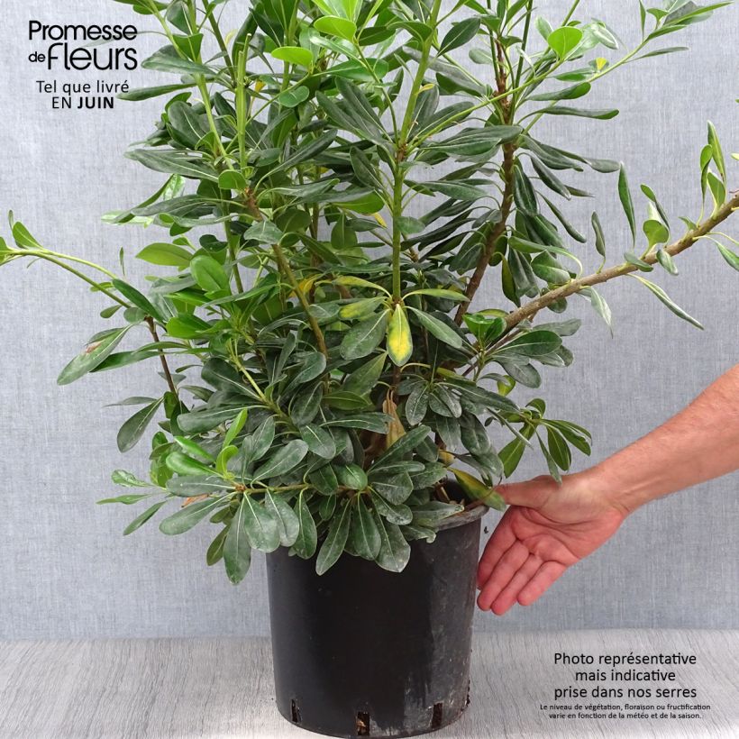 Exemplar von Pittosporum tobira - Chinesischer Klebsame Topf mit 7,5L/10L wie im Sommer geliefert