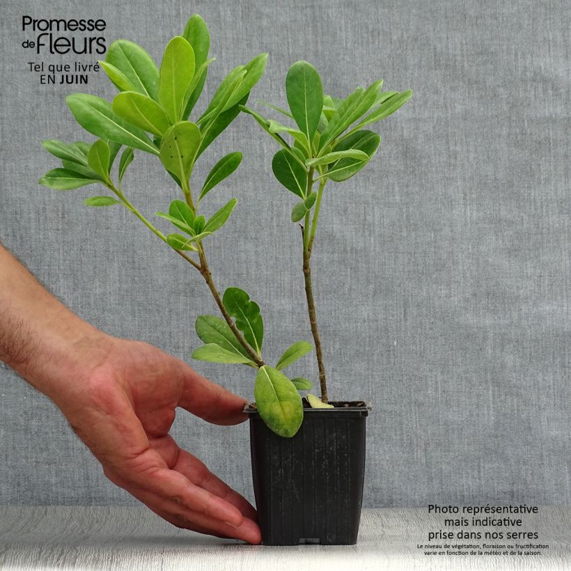 Exemplar von Pittosporum tobira - Chinesischer Klebsame Kleine Töpfe von 8/9 cm wie im Sommer geliefert