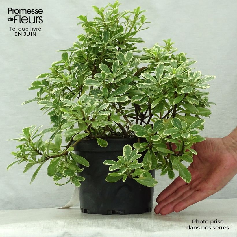 Exemplar von Pittosporum tobira Neige du mont Ventoux - Chinesischer Klebsame Topf mit 3L/4L wie im Sommer geliefert