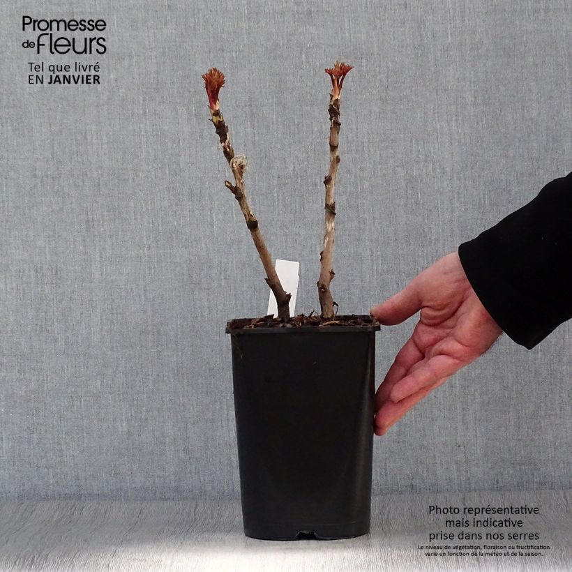 Exemplar von Paeonia suffruticosa Bai Yuan Hong Xia - Strauch-Pfingstrose Topf mit 2L/3L wie im Winter geliefert