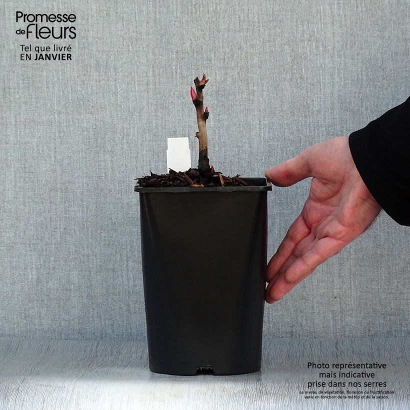 Exemplar von Paeonia lutea Hai Huang - Strauch-Pfingstrose Topf mit 2L/3L wie im Winter geliefert