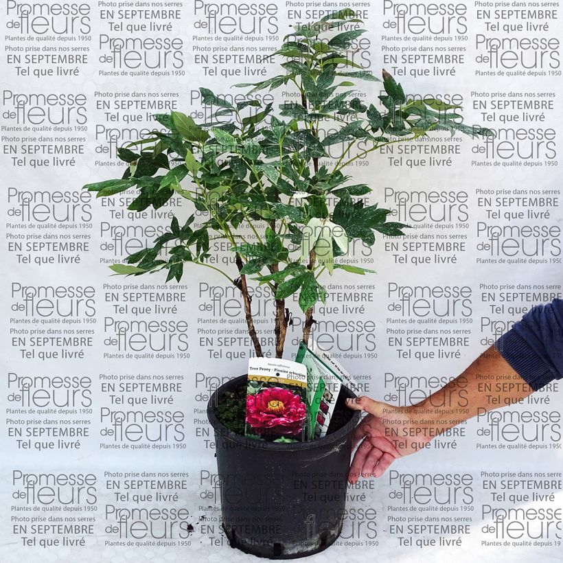 Beispiel eines Exemplars von Paeonia suffruticosa Ri Yue Jin - Strauch-Pfingstrose Topf mit 7,5L/10L wie geliefert
