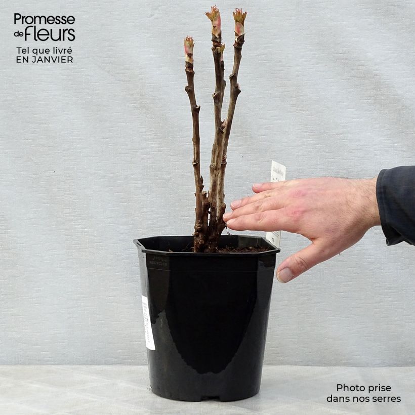 Exemplar von Paeonia suffruticosa Ri Yue Jin - Strauch-Pfingstrose Topf mit 4L/5L wie im Winter geliefert