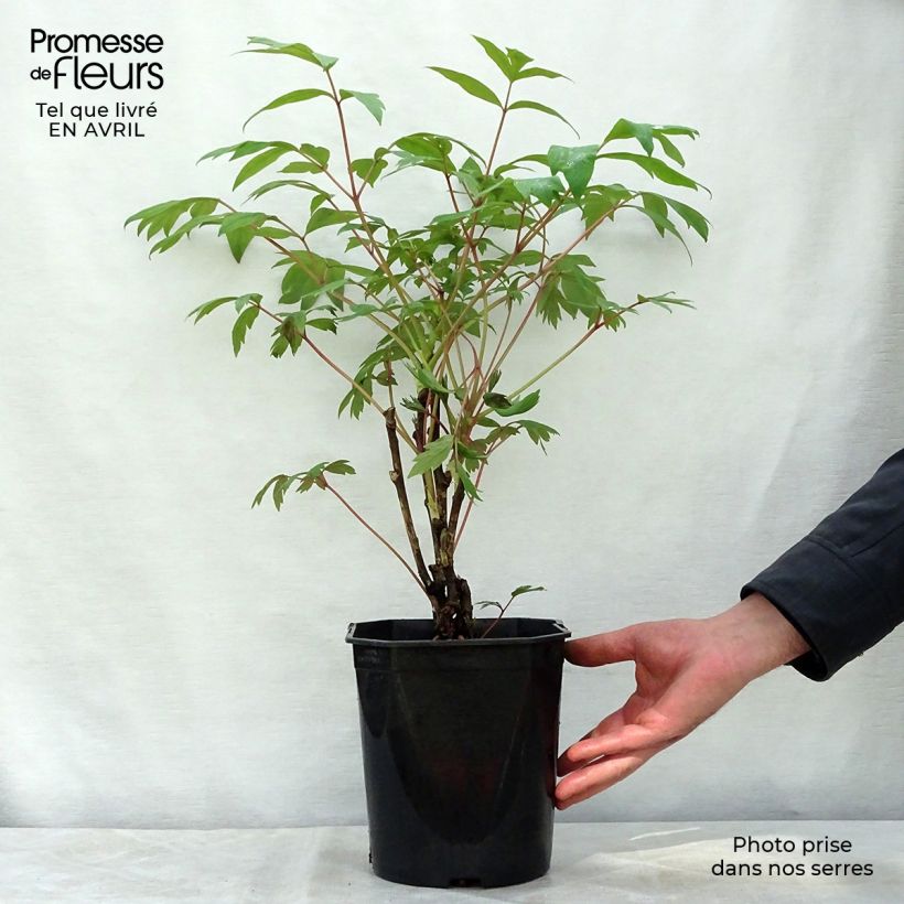 Exemplar von Paeonia suffruticosa Ri Yue Jin - Strauch-Pfingstrose Topf mit 4L/5L wie im Frühjahr geliefert