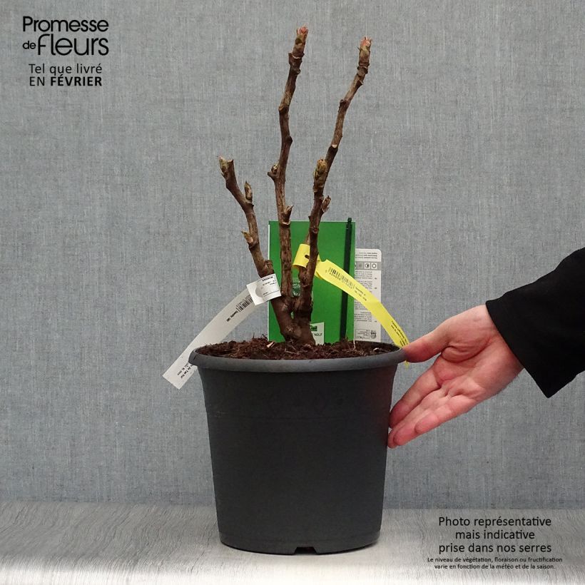 Exemplar von Paeonia suffruticosa Wu Jin Yao Hui - Strauch-Pfingstrose Topf mit 6L/7L wie im Winter geliefert