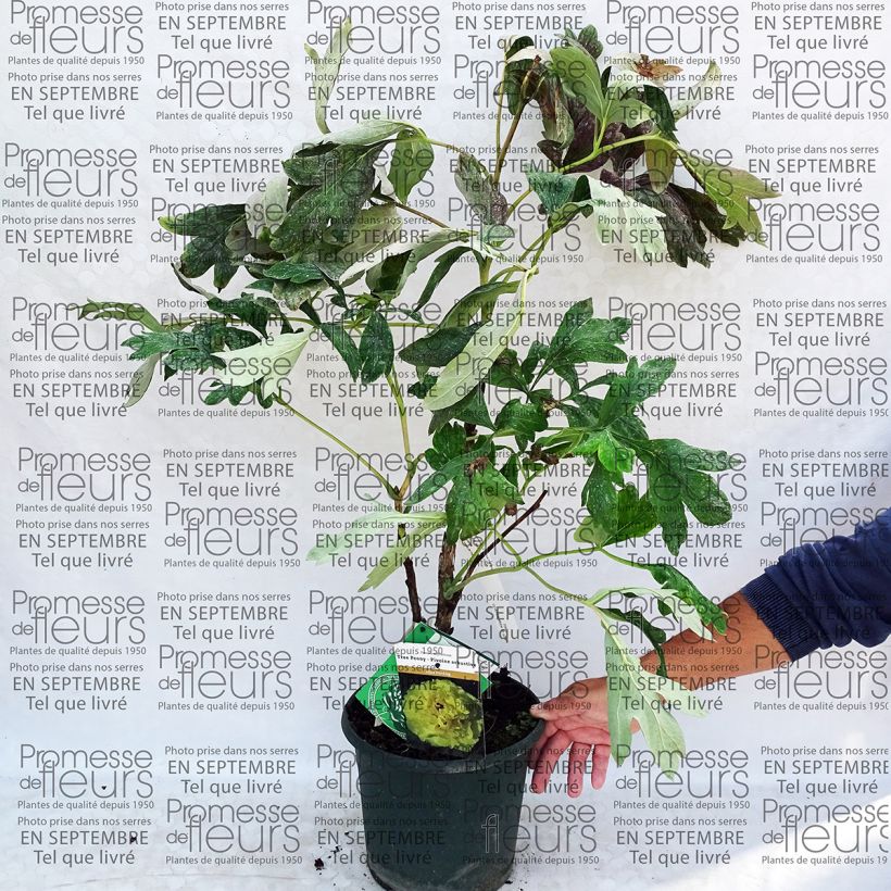 Beispiel eines Exemplars von Paeonia lutea Alice Harding - Strauch-Pfingstrose Topf mit 6L/7L wie geliefert