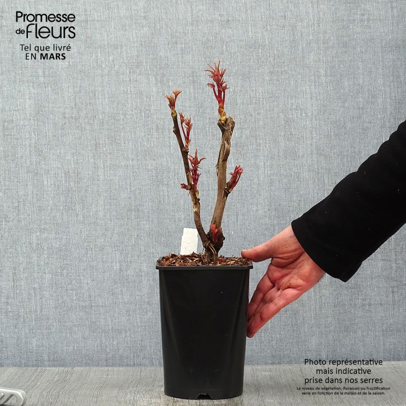 Exemplar von Paeonia suffruticosa Cai Hui - Strauch-Pfingstrose Topf mit 2L/3L wie im Winter geliefert
