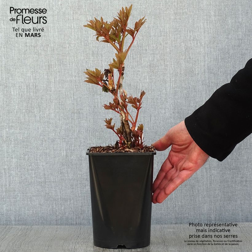 Exemplar von Paeonia suffruticosa Fen He Piao Jiang - Strauch-Pfingstrose Topf mit 2L/3L wie im Winter geliefert
