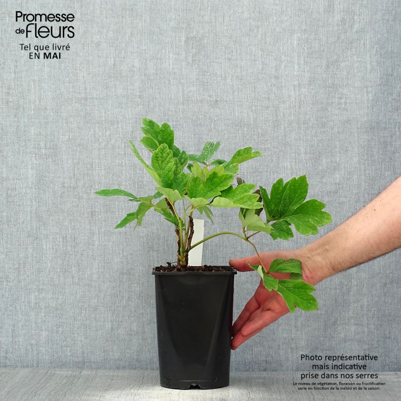 Exemplar von Paeonia suffruticosa Fen He Piao Jiang - Strauch-Pfingstrose Topf mit 2L/3L wie im Frühjahr geliefert