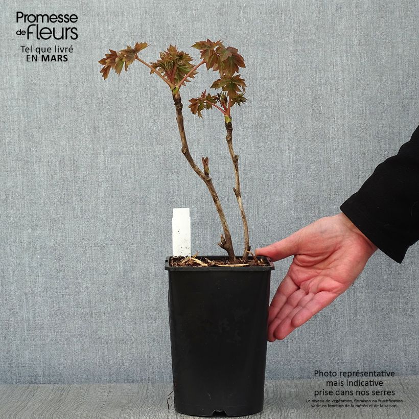 Exemplar von Paeonia suffruticosa Luo Yang Hong - Strauch-Pfingstrose Topf mit 2L/3L wie im Winter geliefert
