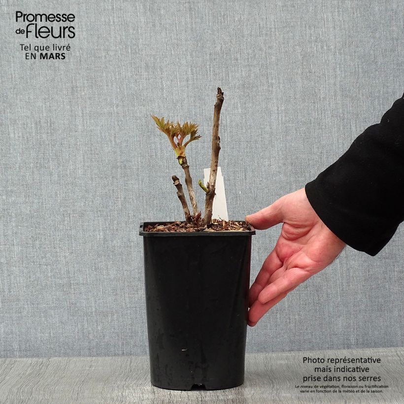 Exemplar von Paeonia suffruticosa Rou Fu Rong - Strauch-Pfingstrose Topf mit 2L/3L wie im Winter geliefert