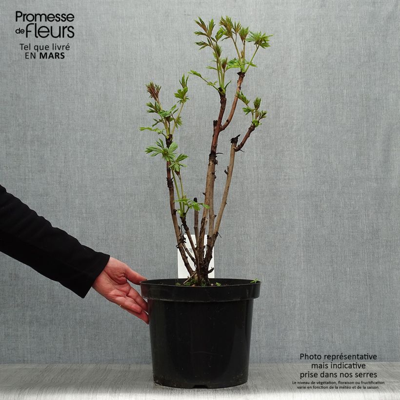 Exemplar von Paeonia delavayi var. lutea Topf mit 7,5L/10L wie im Frühjahr geliefert