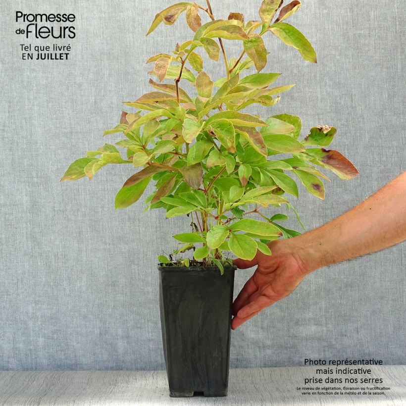 Exemplar von Paeonia lactiflora Festiva Maxima - Edel-Pfingstrosen Stamm 3/5 Augen wie im Sommer geliefert