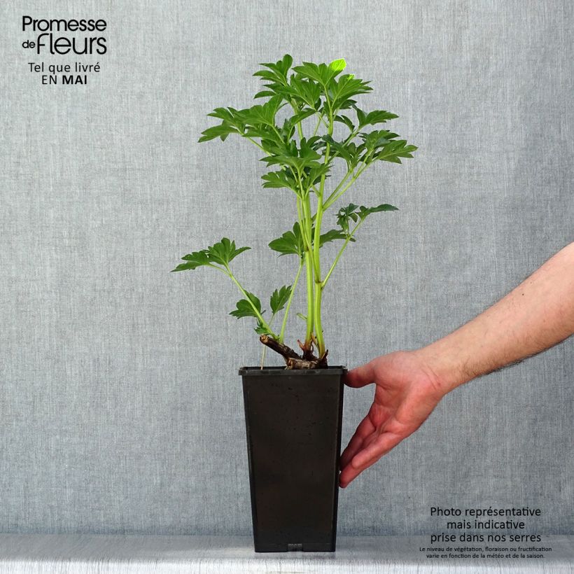 Exemplar von Paeonia lactiflora King's Day - Edel-Pfingstrosen Stamm 3/5 Augen wie im Frühjahr geliefert