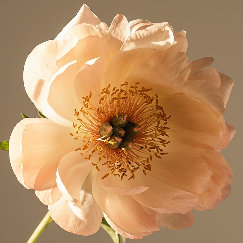 Paeonia lactiflora King's Day - Edel-Pfingstrosen (Blüte)