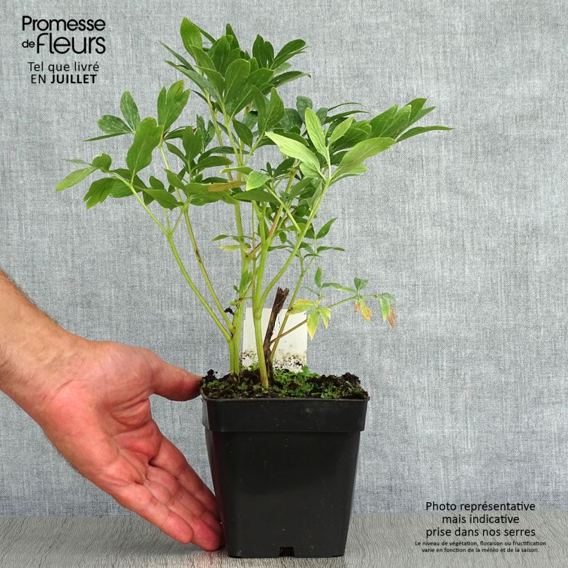 Exemplar von Paeonia officinalis Rosea Plena - Pfingstrose Topf 12 cm / 13 cm wie im Sommer geliefert