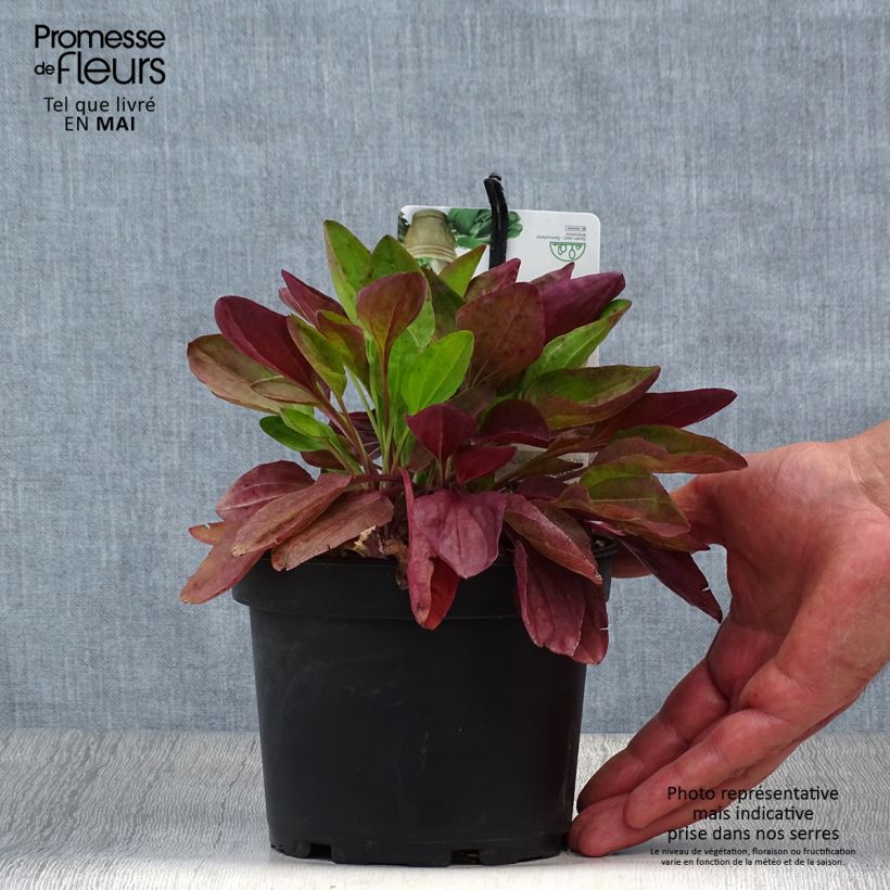 Exemplar von Großer Wegerich Atropurpurea - Plantago major Topf mit 1,5L/2L wie im Frühjahr geliefert