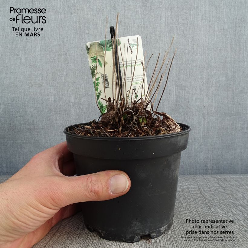Exemplar von Großer Wegerich Atropurpurea - Plantago major Topf mit 1,5L/2L wie im Winter geliefert