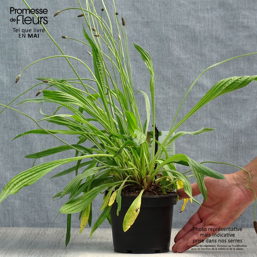 Exemplar von Spitz-Wegerich - Plantago lanceolata Topf mit 1,5L/2L wie im Frühjahr geliefert