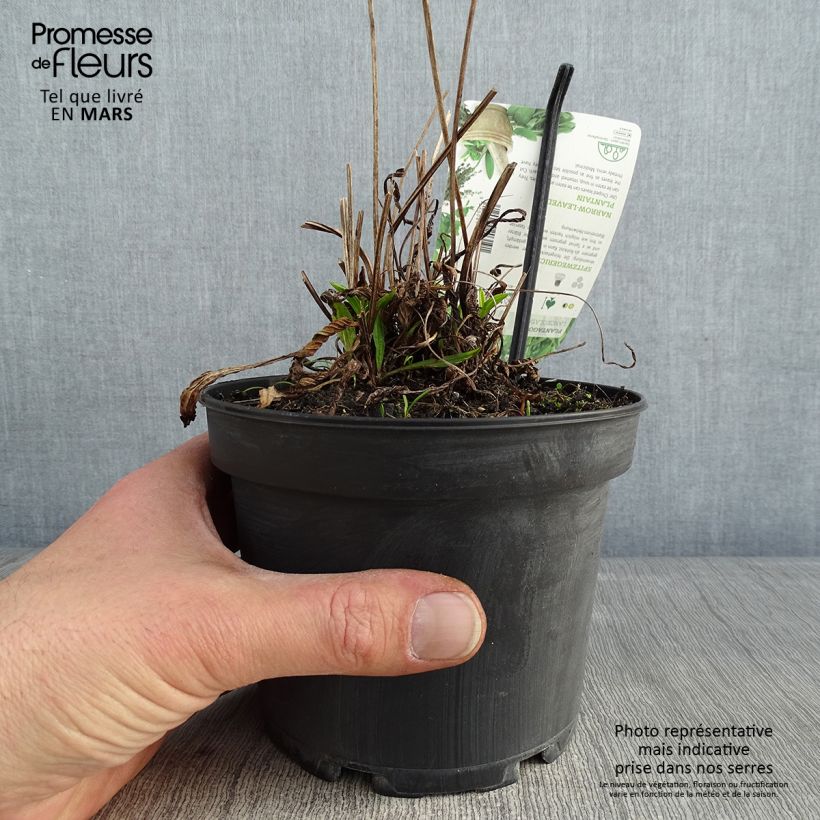 Exemplar von Spitz-Wegerich - Plantago lanceolata Topf mit 1,5L/2L wie im Winter geliefert