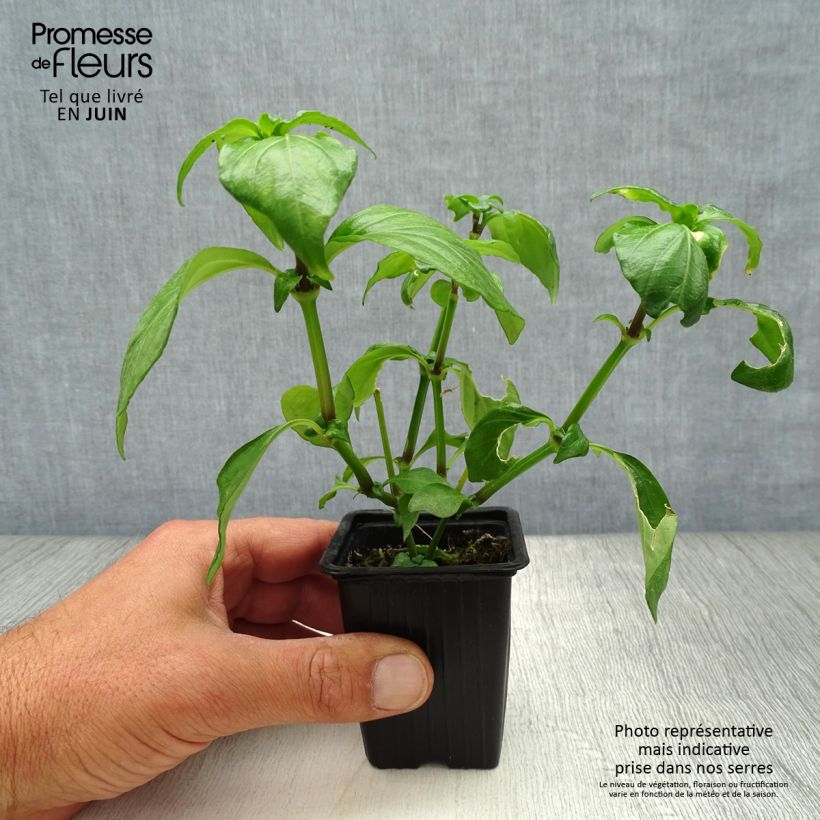 Exemplar von Pilzkraut - Rungia klossii Kleine Töpfe von 7/8 cm wie im Sommer geliefert