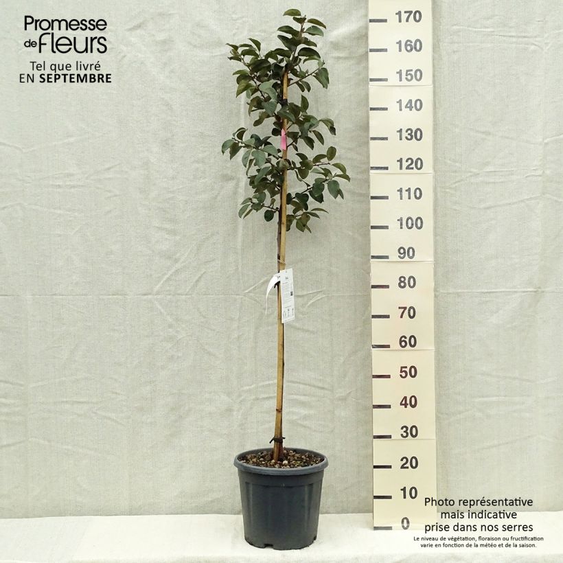 Exemplar von Kaki-Pflaume Tipo - Diospyros kaki Topf mit 12L/15L, Halbstamm wie im Herbst geliefert