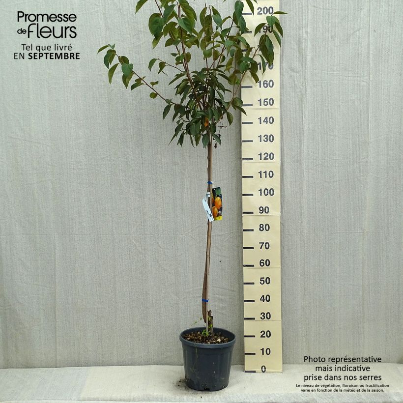 Exemplar von Kaki-Pflaume Vanilila - Diospyros kaki Topf mit 12L/15L, HalbstammGelieferte Höhe ca. 125/150cm wie im Sommer geliefert