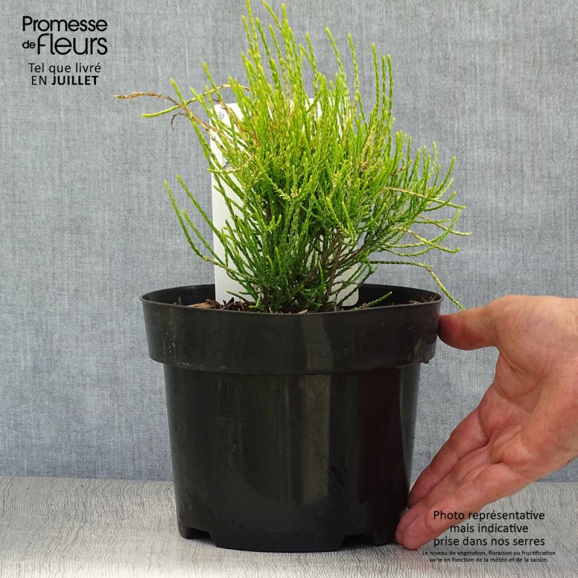 Exemplar von Platycladus orientalis Franky Boy - Morgenländische Lebensbaum Topf mit 2L/3L wie im Sommer geliefert