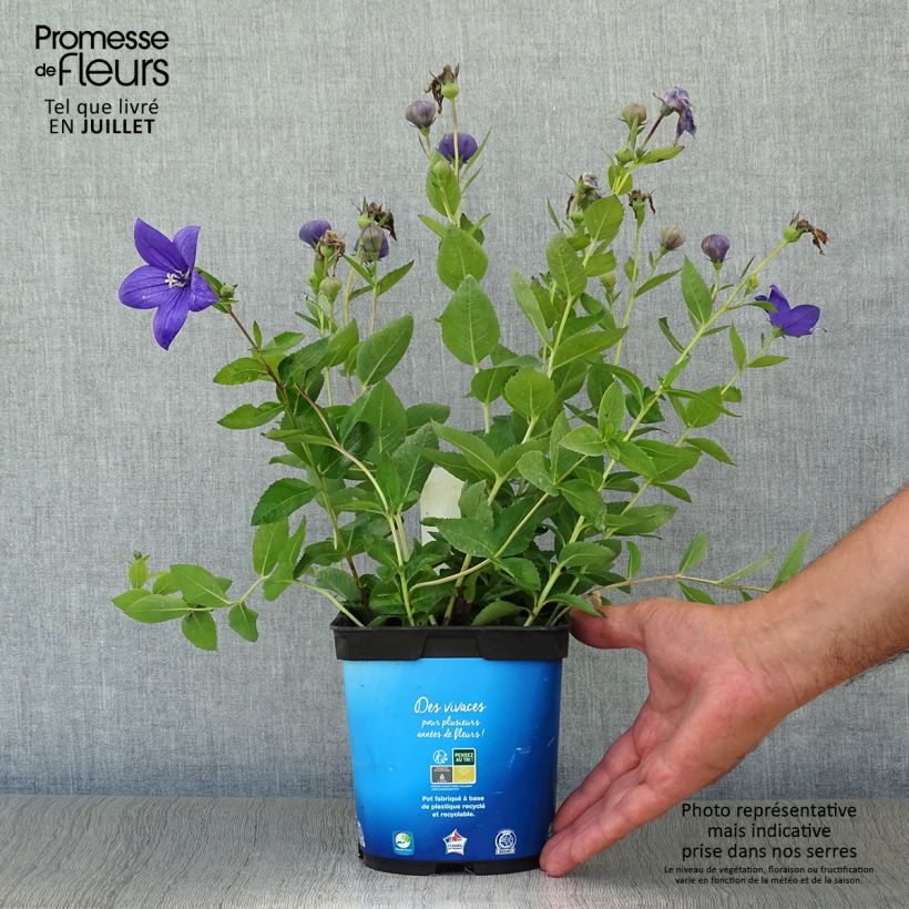 Exemplar von Ballonblume Astra Blue - Platycodon grandiflorus Topf mit 2L/3L wie im Sommer geliefert
