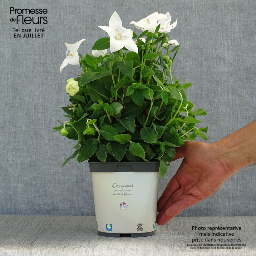 Exemplar von Ballonblume Astra White - Platycodon grandiflorus Topf mit 2L/3L wie im Sommer geliefert