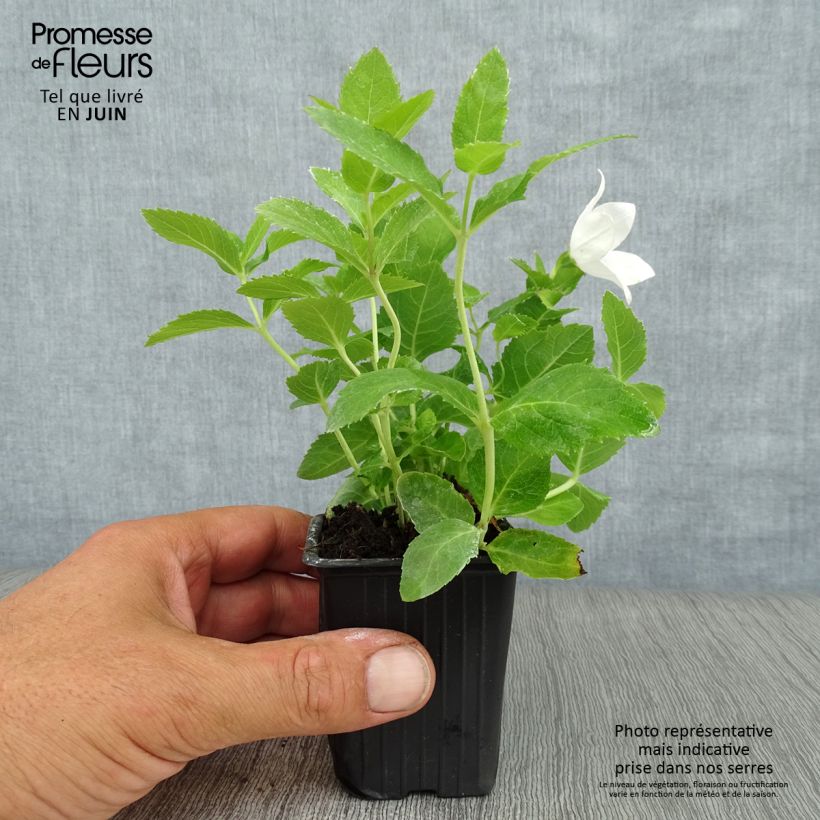 Exemplar von Ballonblume Fuji White - Platycodon grandiflorus Kleine Töpfe von 7/8 cm wie im Sommer geliefert