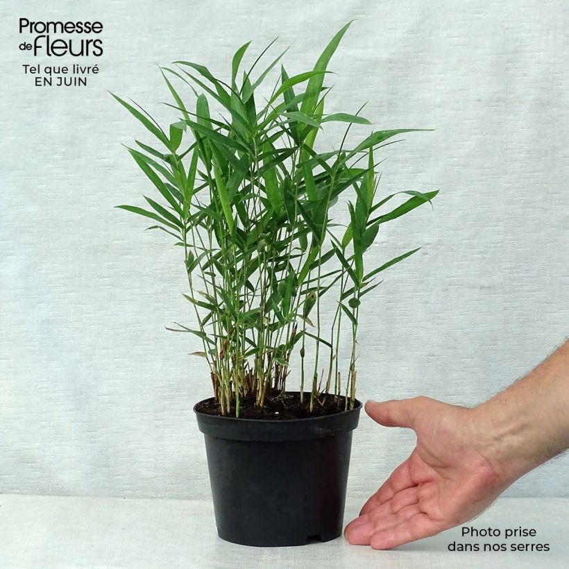 Exemplar von Pleioblastus argenteostriatus Pumilus - Zwergbambus Topf mit 1L/1,5L wie im Sommer geliefert